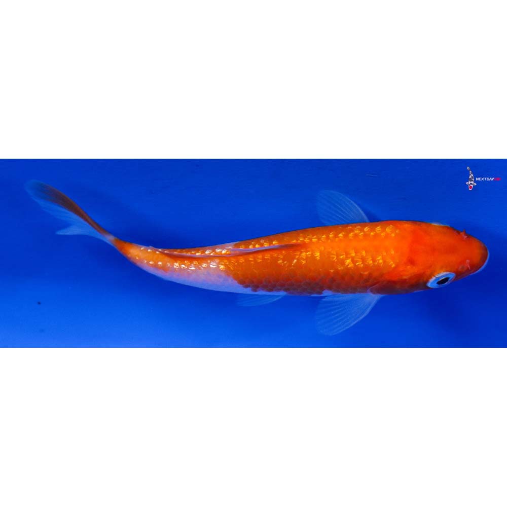 3.5” Imported Gin Rin Kohaku