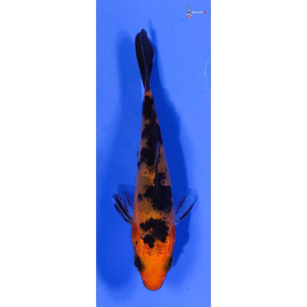 3.5” Imported Aka Bekko