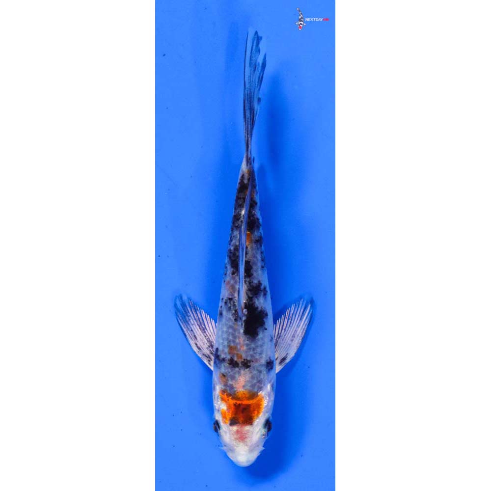 3.5” Imported Yamato Nishiki