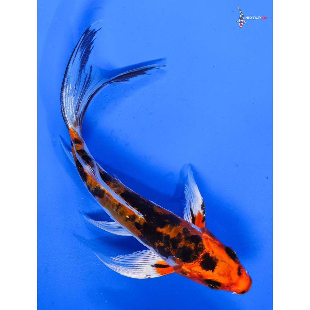 5” Imported Heisei Nishiki Butterfly Koi
