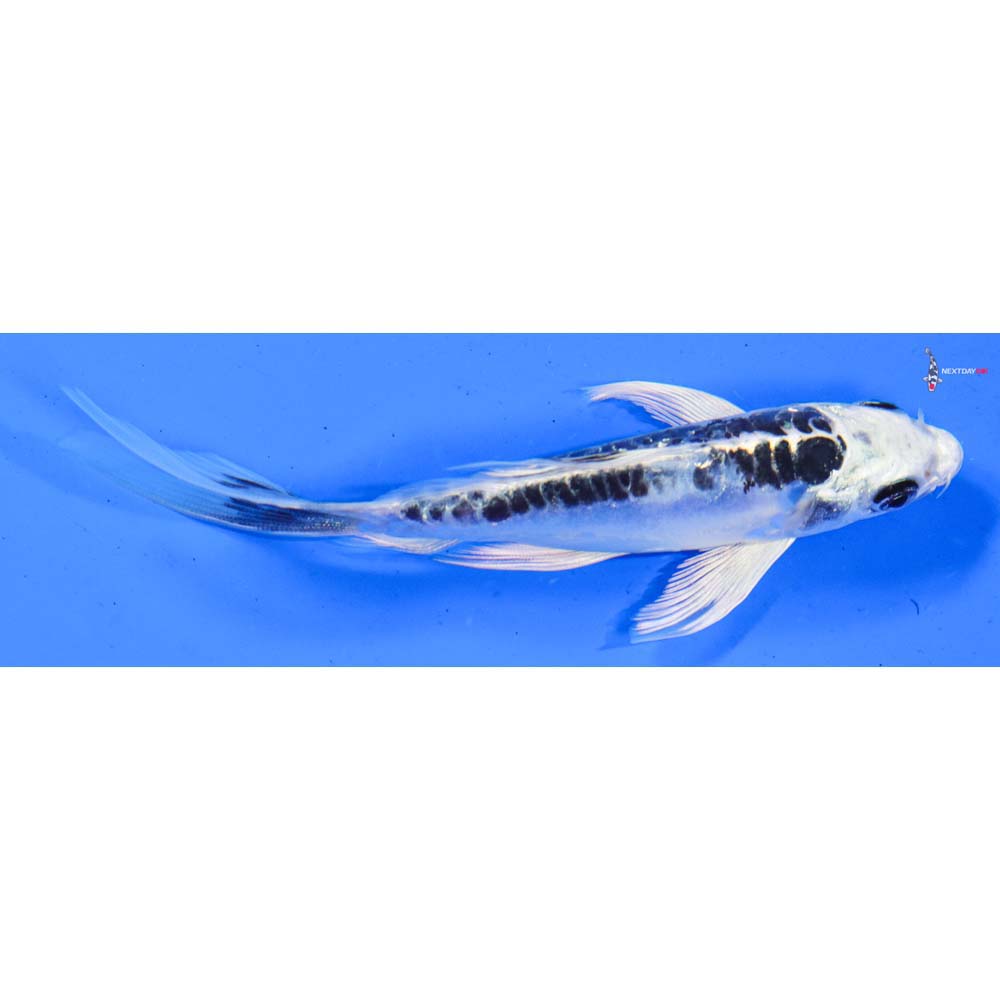 5.5” Imported Doitsu Gin Matsuba Butterfly Koi