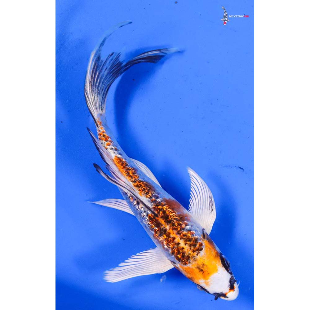 5.5” Imported Gin Rin Kujaku Butterfly Koi