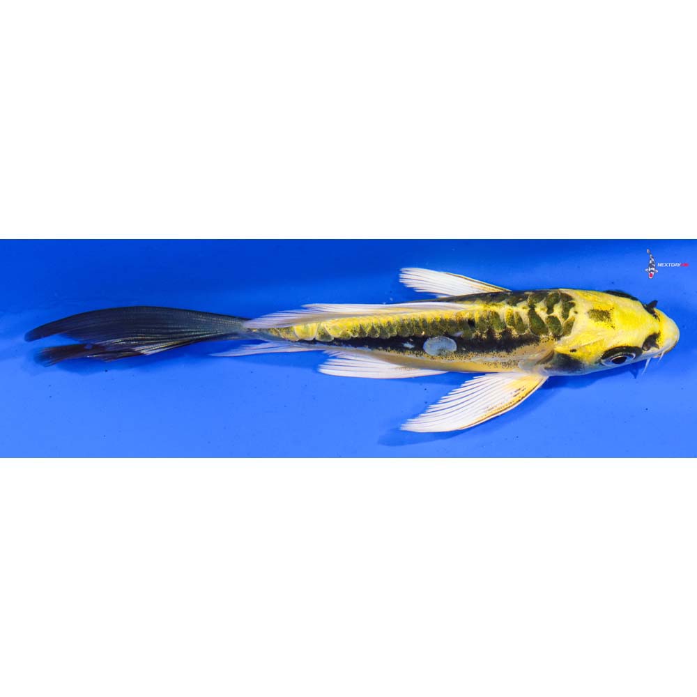 6” Imported Kin Kikokuryu Butterfly Koi