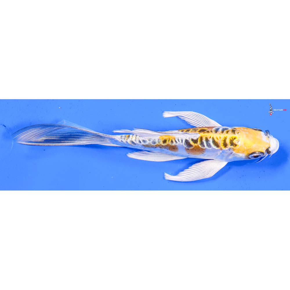 6” Imported Doitsu Kujaku Butterfly Koi