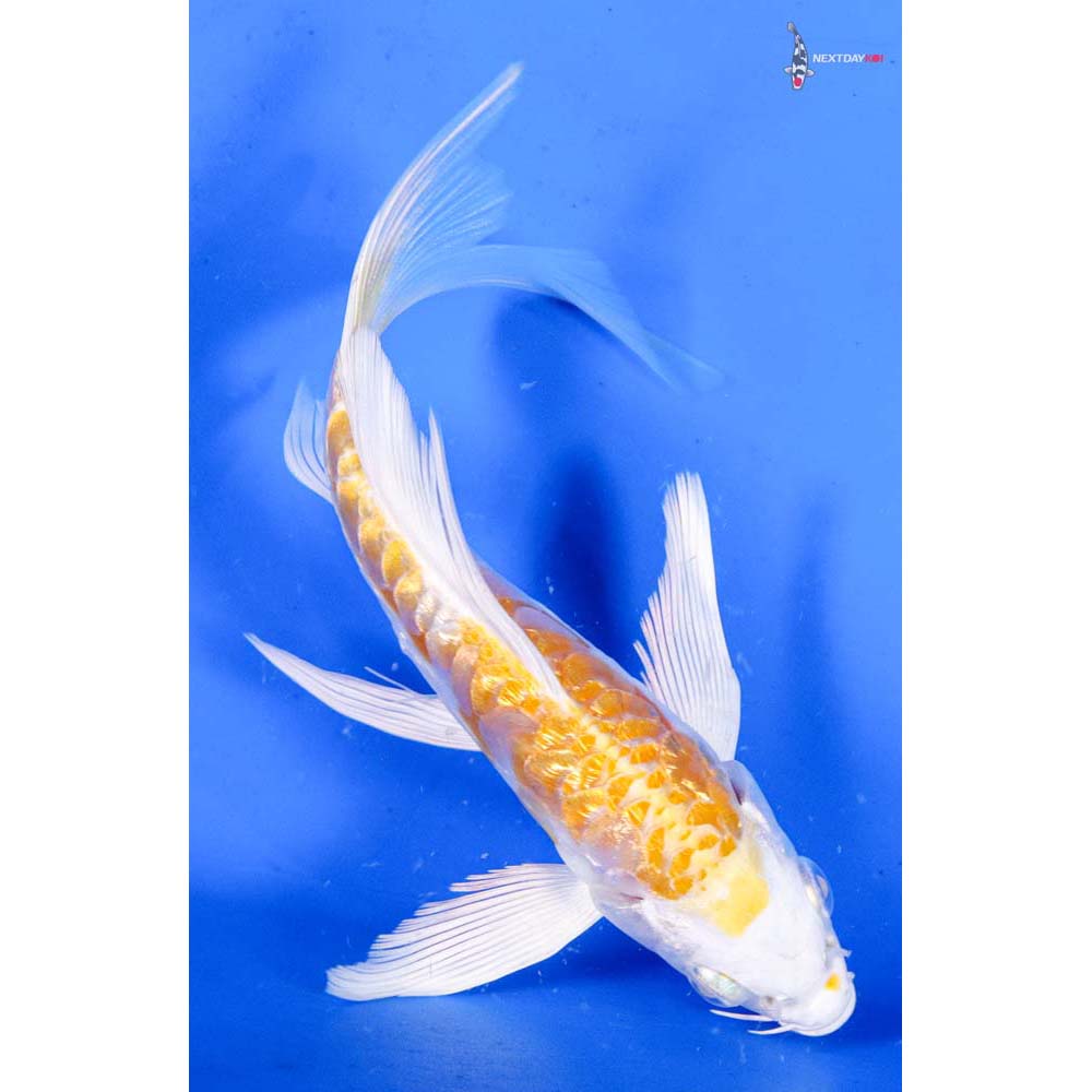 5” Imported Doitsu Gin Rin Lemon Hariwake Butterfly Koi