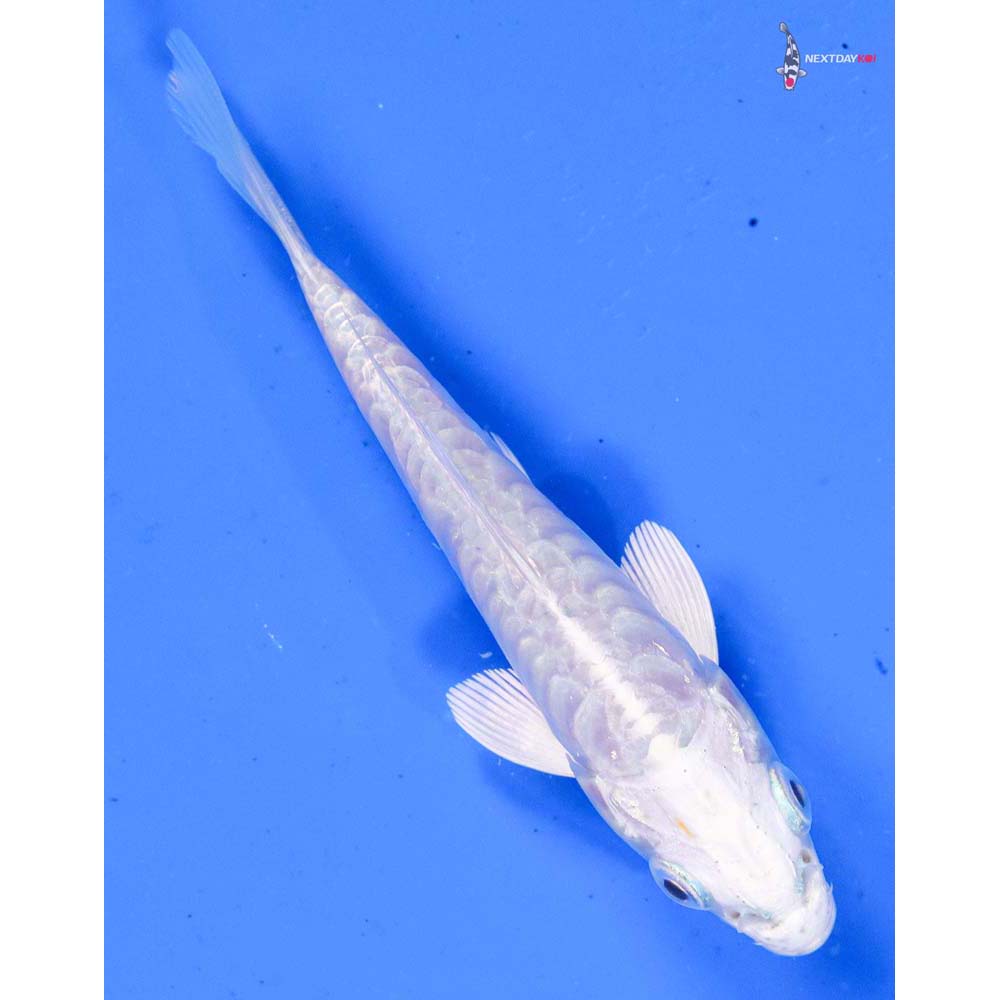 4” Imported Doitsu Platinum Ogon