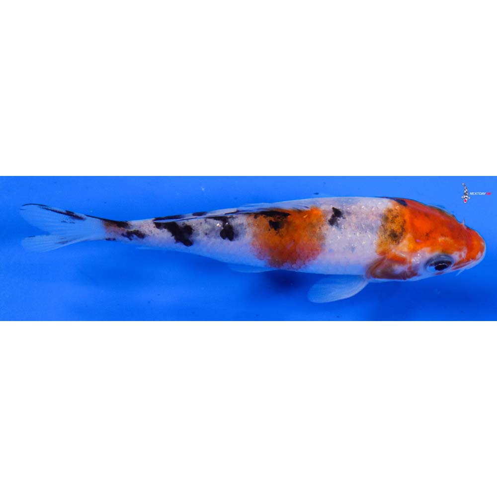 4” Imported Sanke