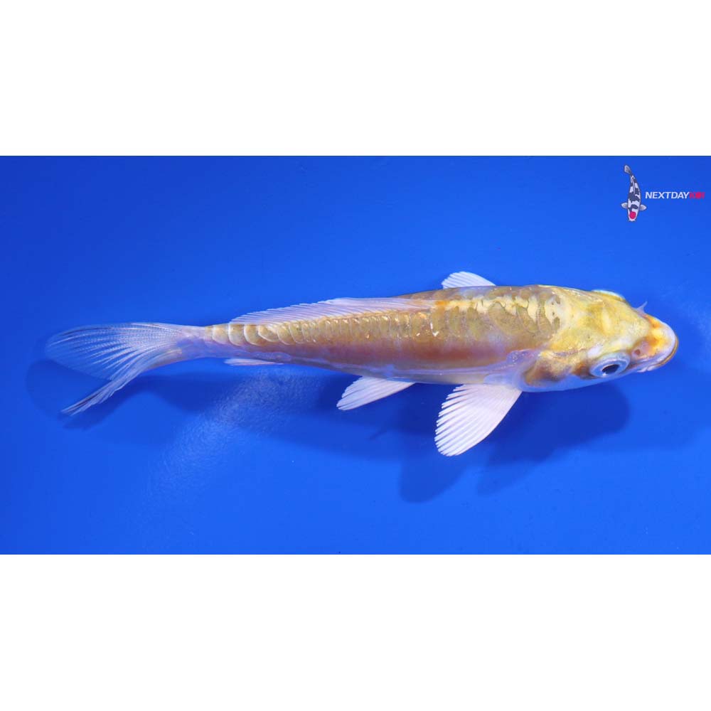 4” Imported Doitsu Lemon Hariwake