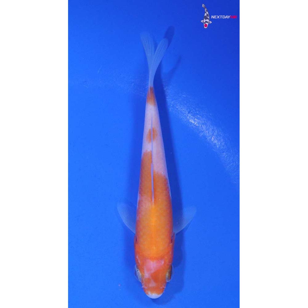 4” Imported Kohaku