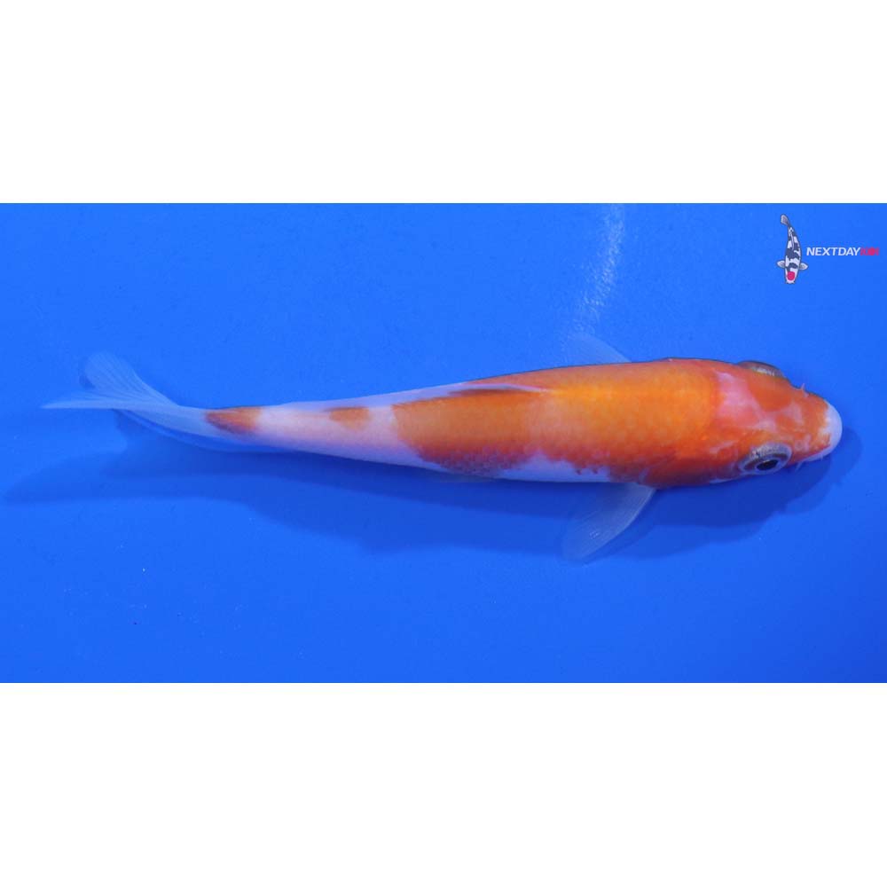 4” Imported Kohaku