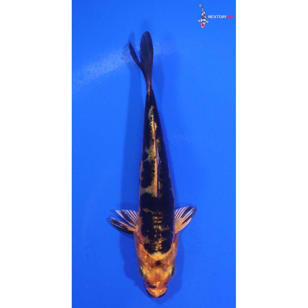 4” Imported Doitsu Kin Aka Bekko