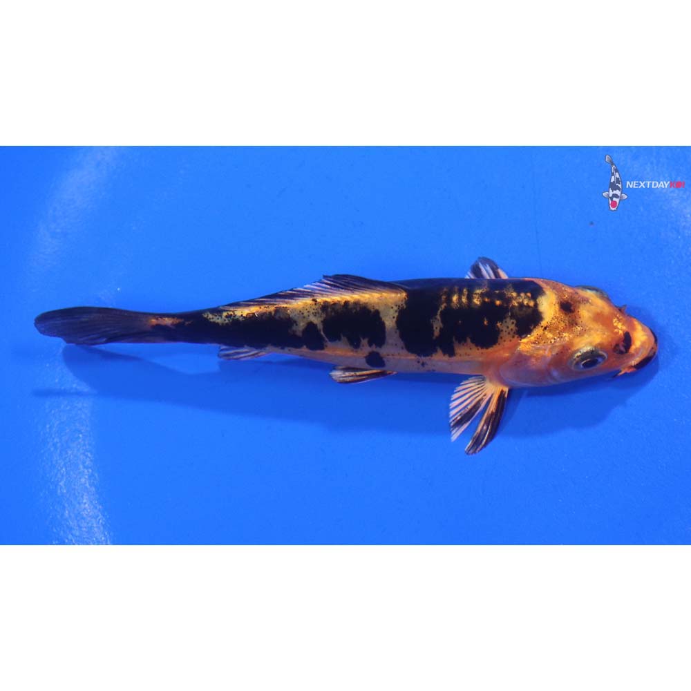 4” Imported Doitsu Kin Aka Bekko