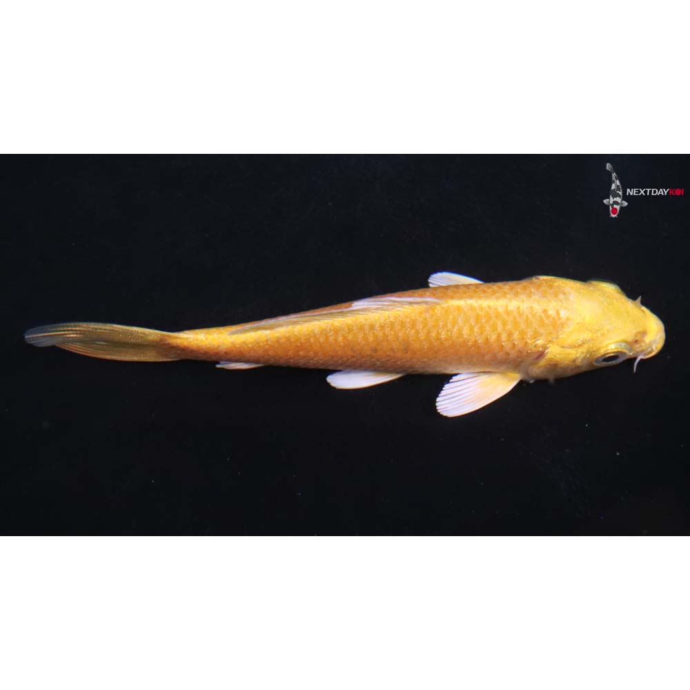 4” Imported Yamabuki Ogon