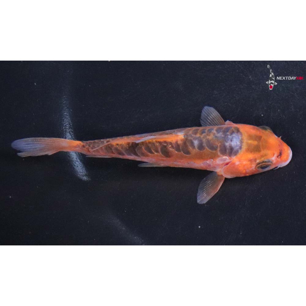 4” Imported Hana Shusui