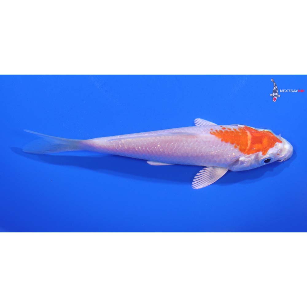 4.5” Imported Hariwake