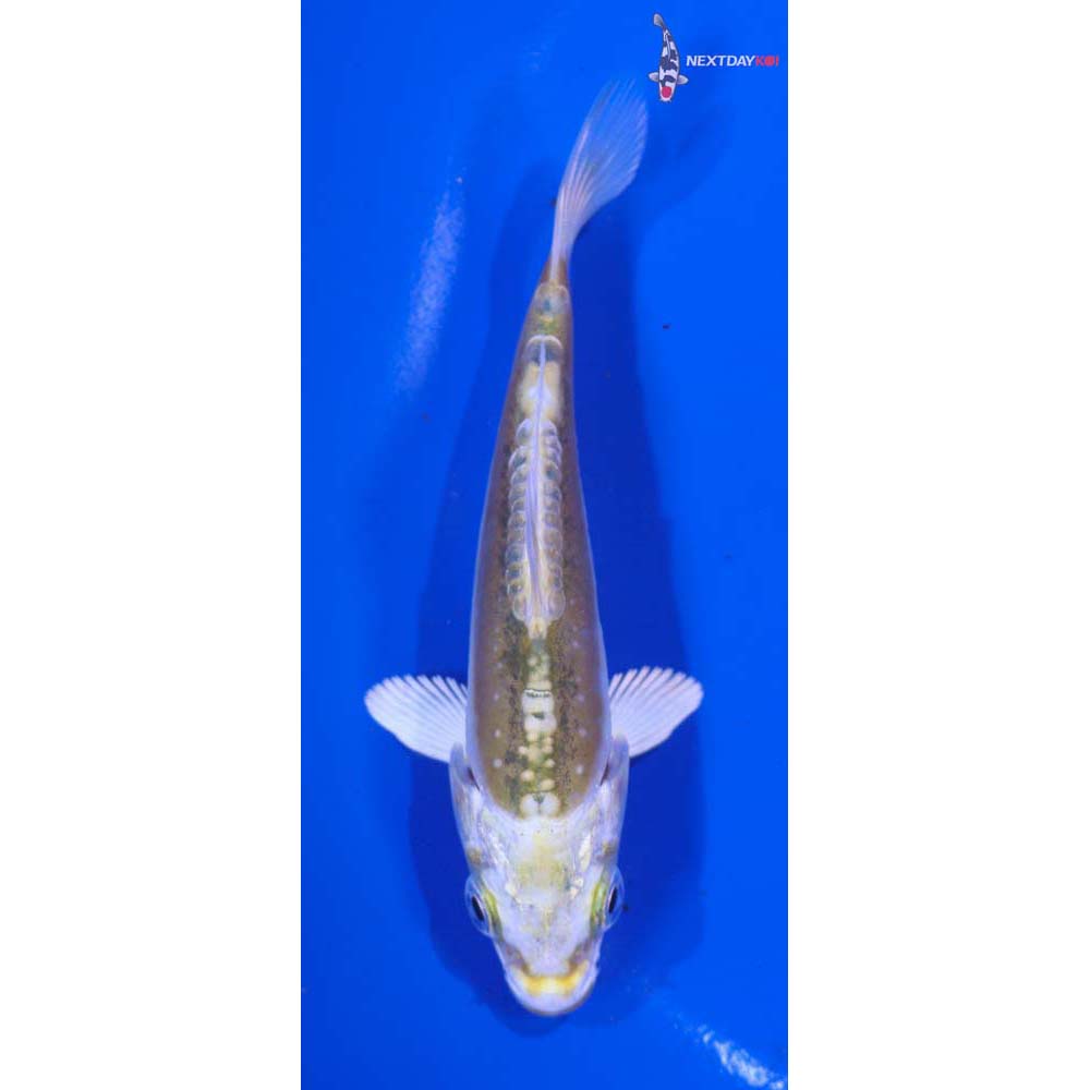 3.5” Imported Doitsu Kujaku