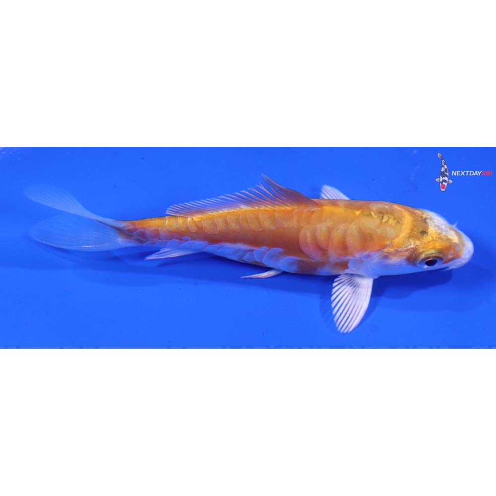 3.5” Imported Kikusui