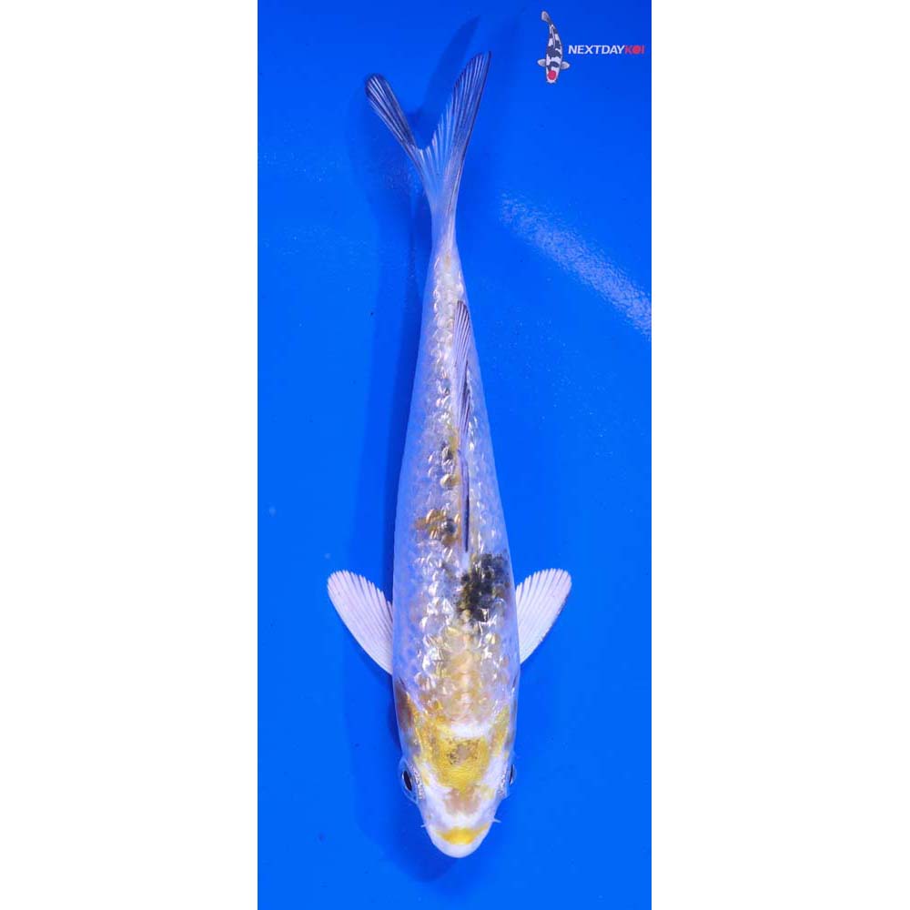 4.5” Imported Gin Rin Yamato Nishiki
