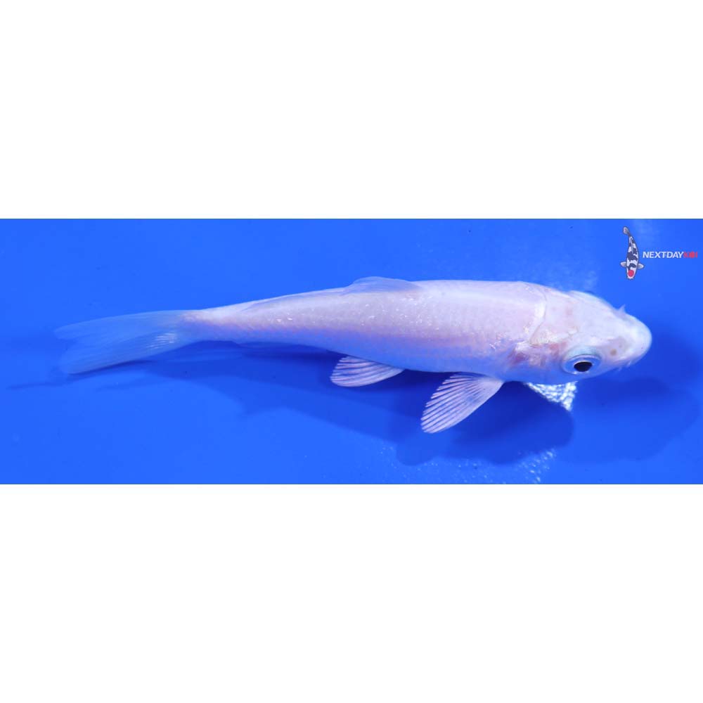 3.5” Imported Platinum Ogon