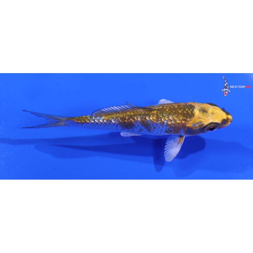 3.5” Imported Gin Rin Kujaku