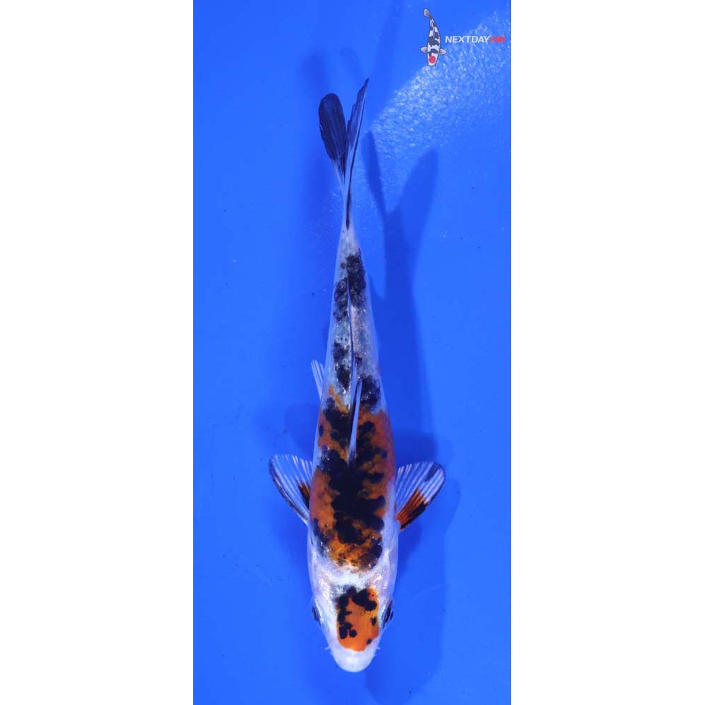 4” Imported Yamato Nishiki
