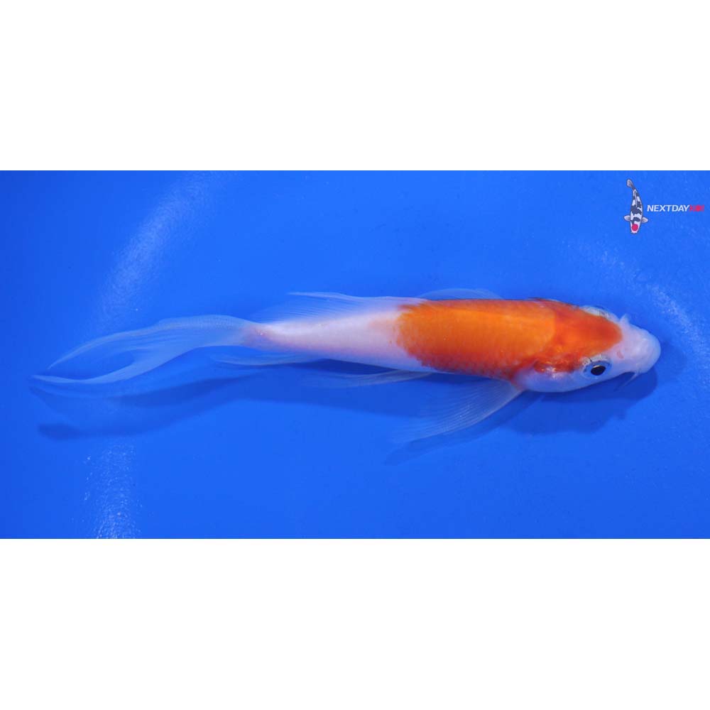 4.5” Imported Kohaku Butterfly Koi