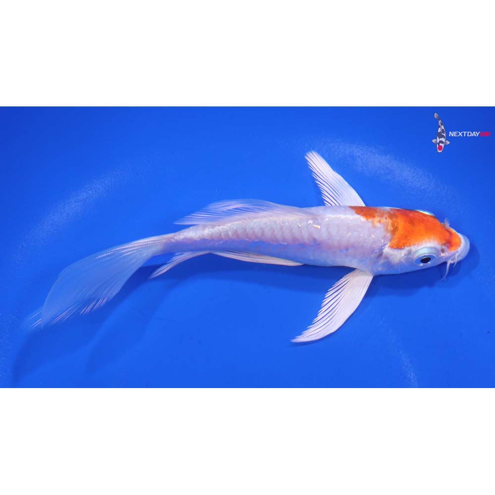 5” Imported Armor Scaled Hariwake Butterfly Koi