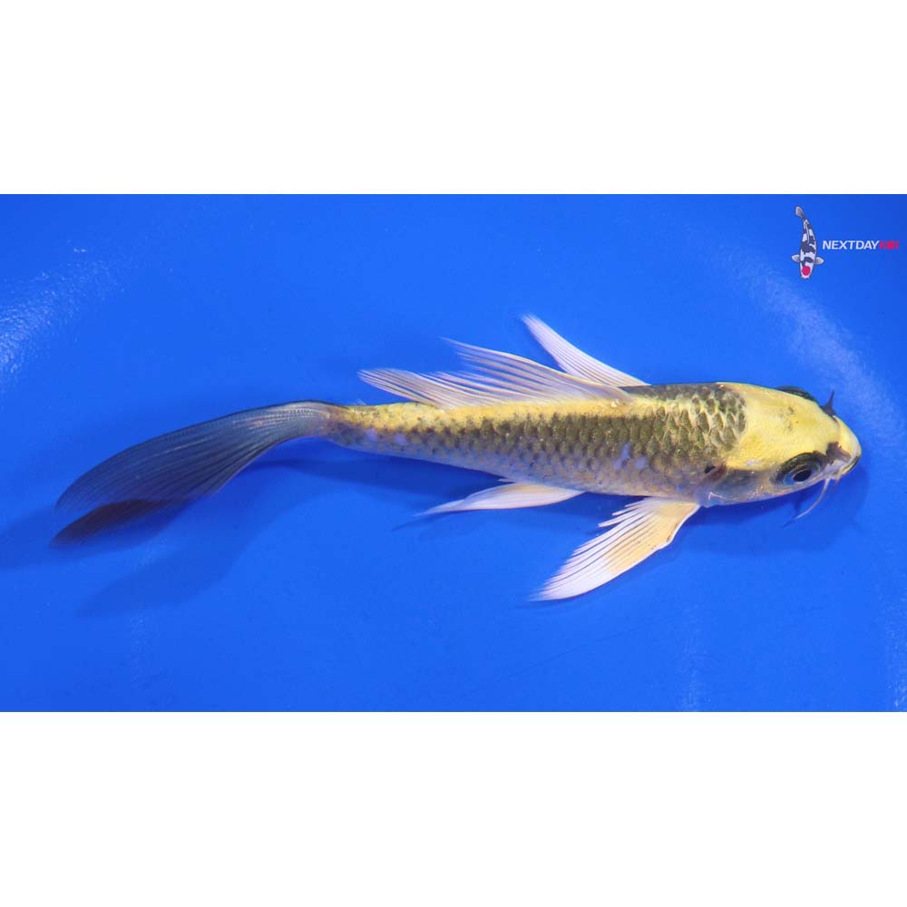 5” Imported Ki Matsuba Butterfly Koi