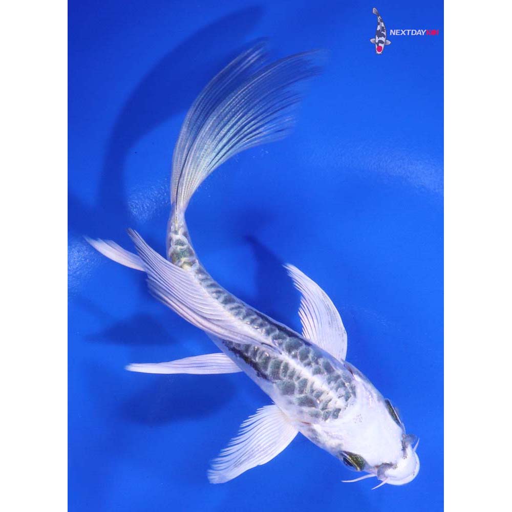 5.5” Imported Kikokuryu Butterfly Koi