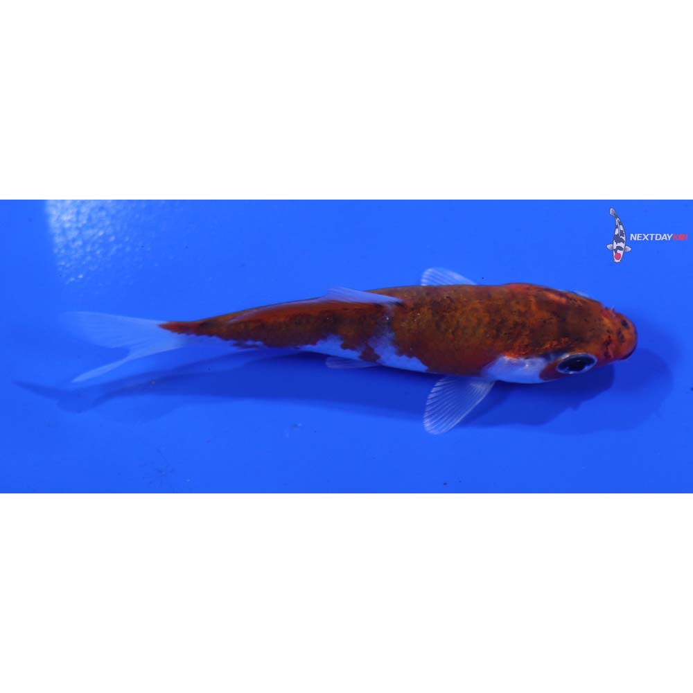 3” Imported Goromo