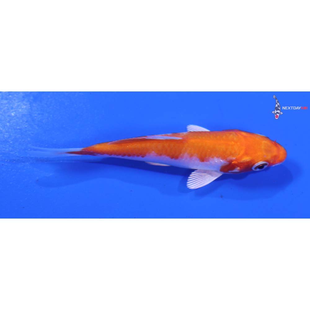 3.5” Imported Hariwake