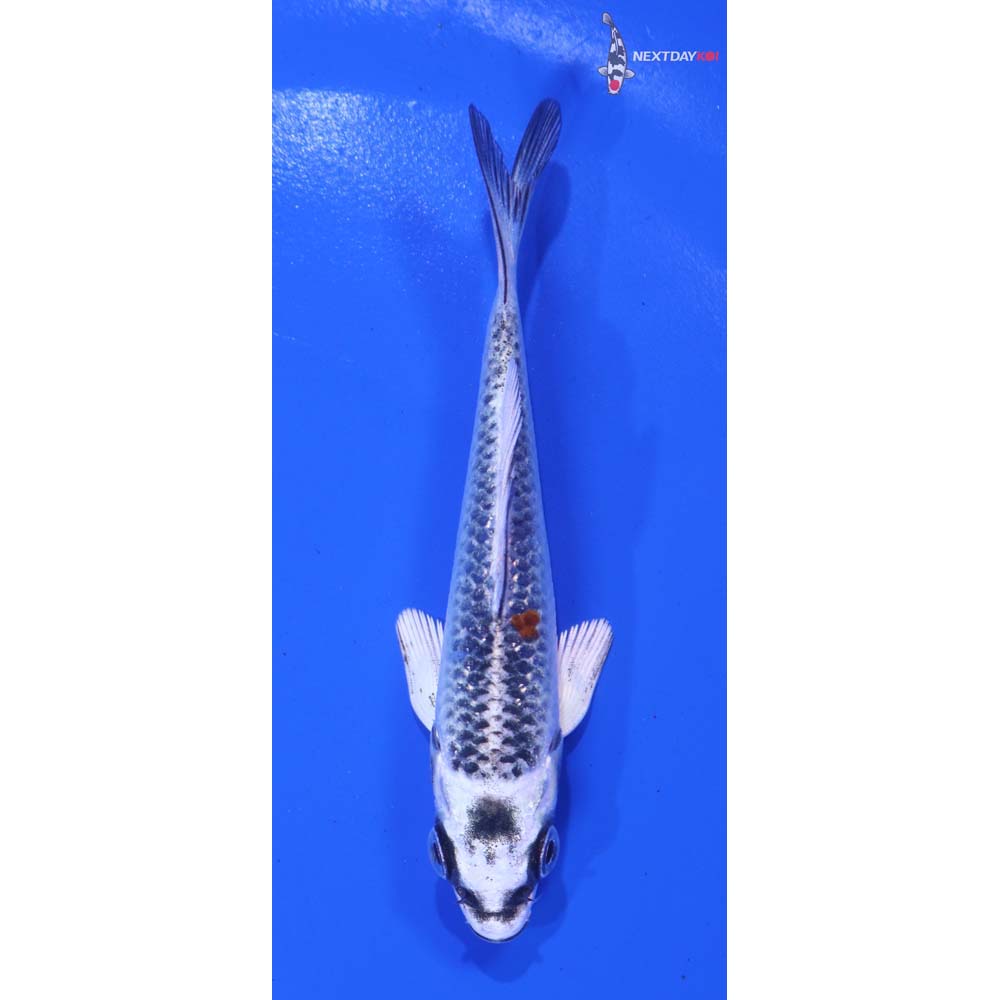3.5” Imported Kujaku