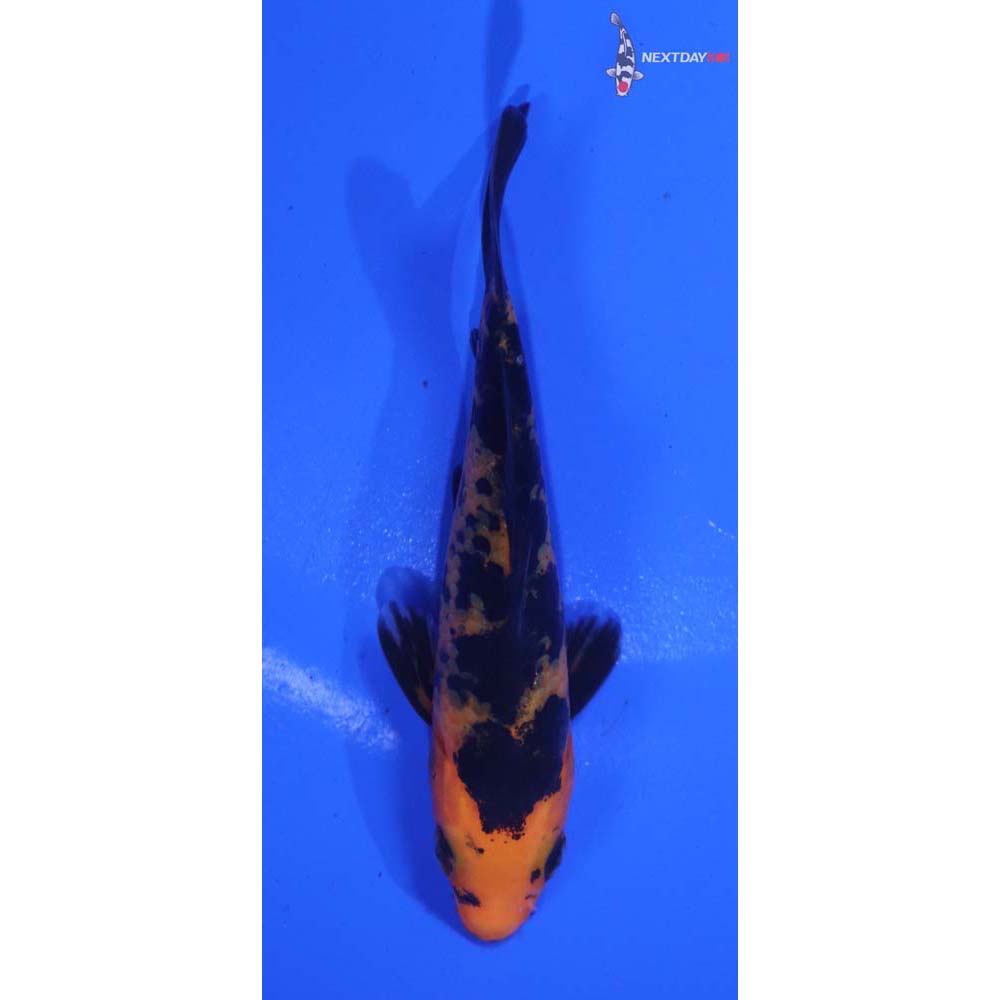 3.5” Imported Aka Bekko