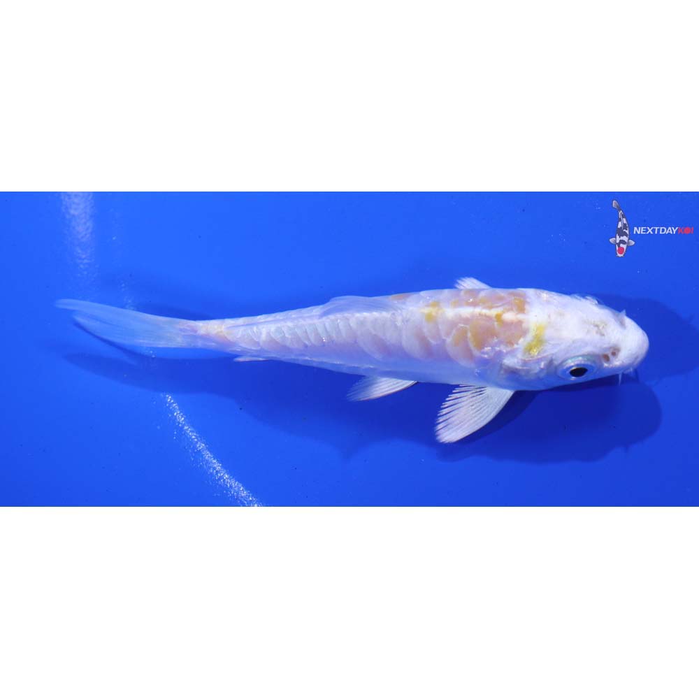 3.5” Imported Doitsu Lemon Hariwake