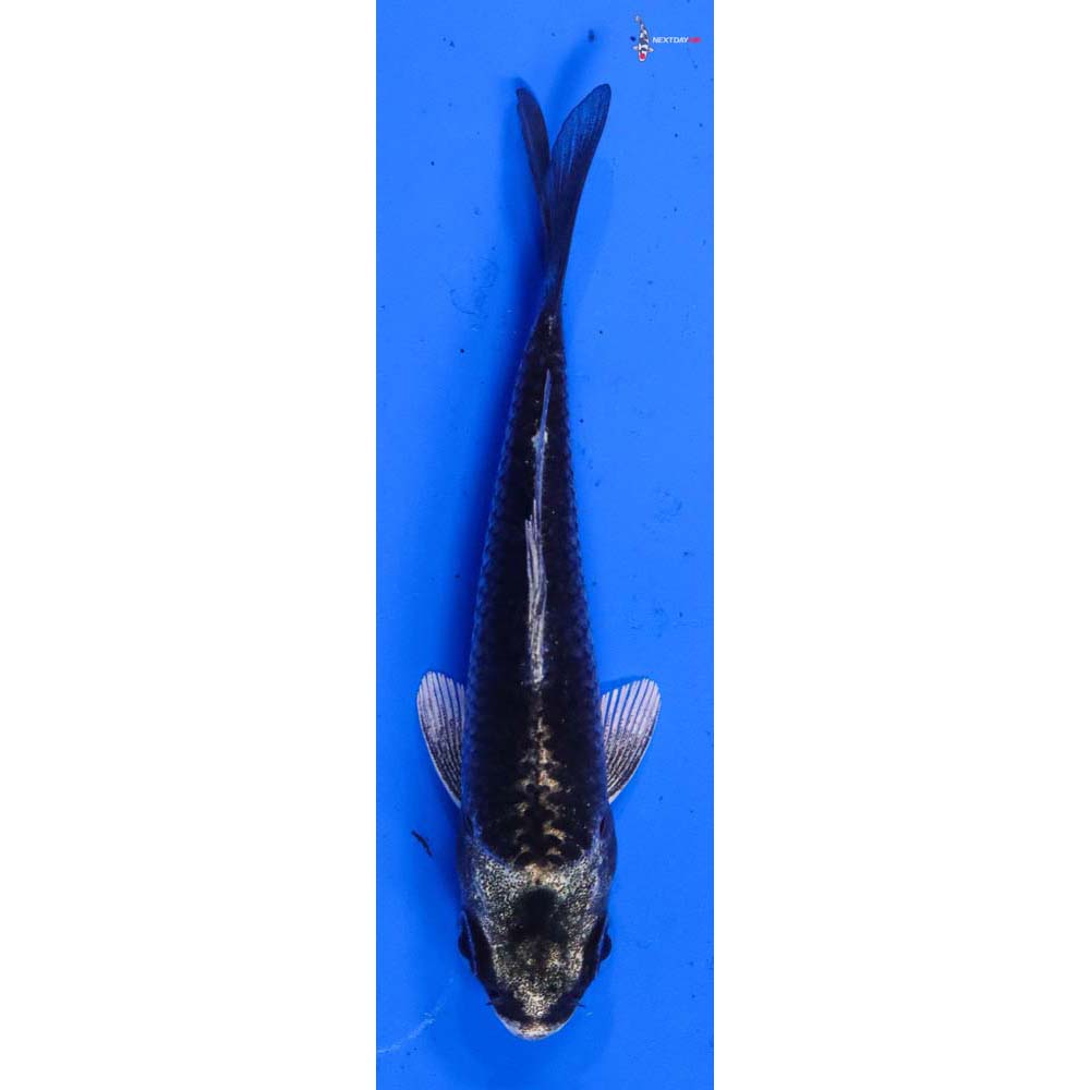 3.5” Imported Gin Matsuba