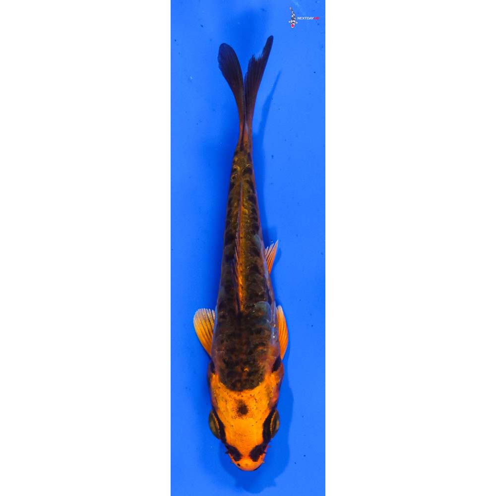 3.5” Imported Orenji Matsuba