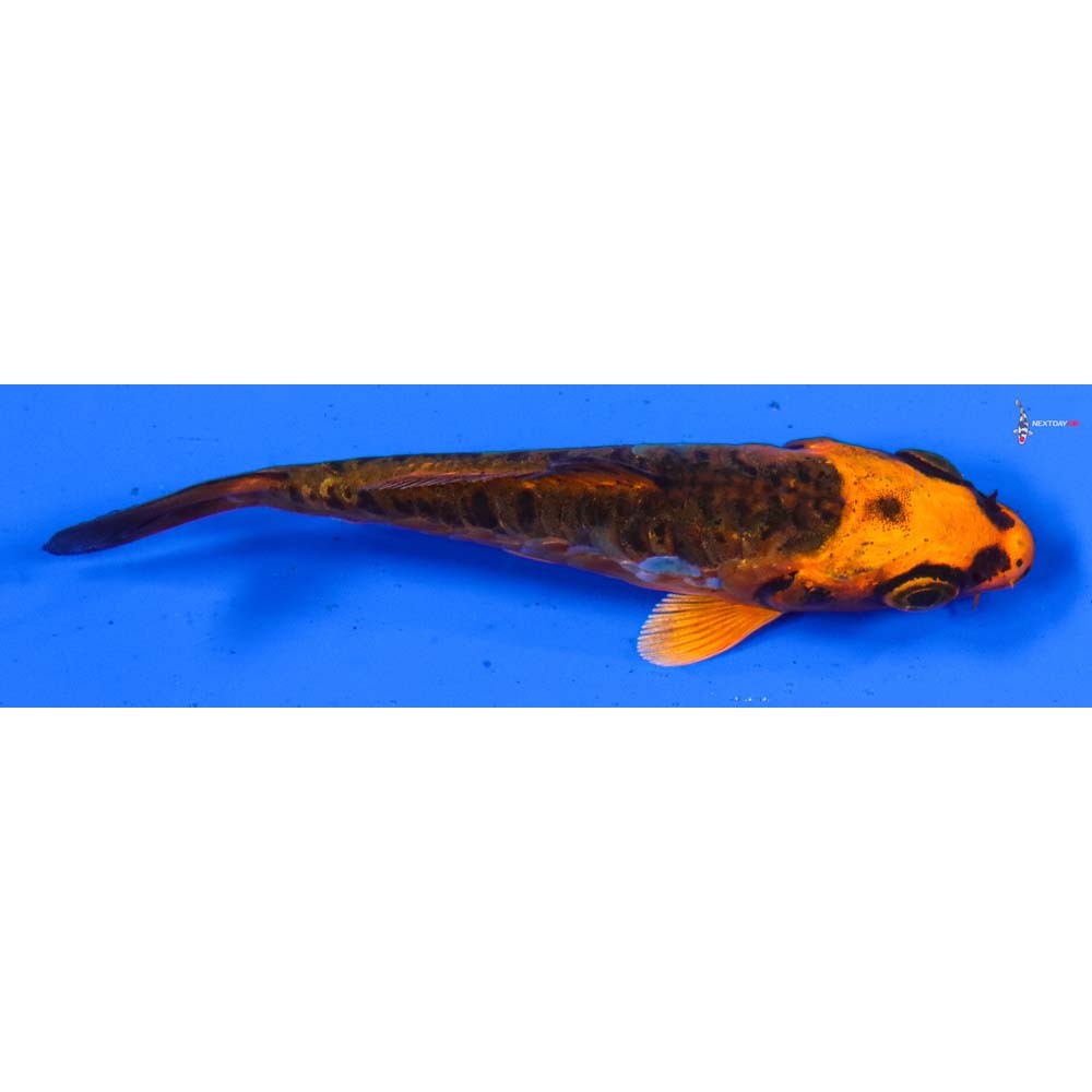 3.5” Imported Orenji Matsuba