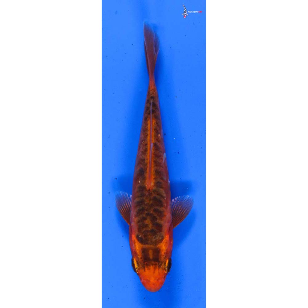 3.5” Imported Hana Shusui