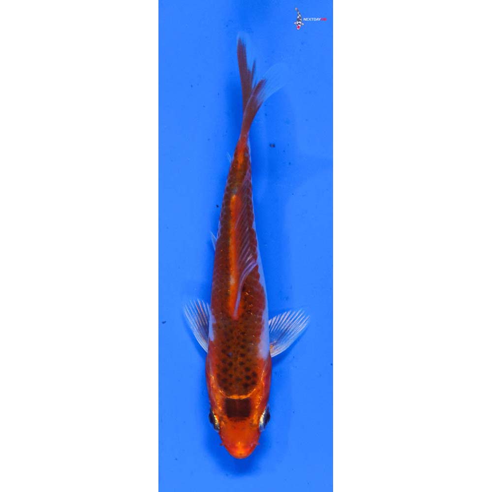 3.5” Imported Kujaku