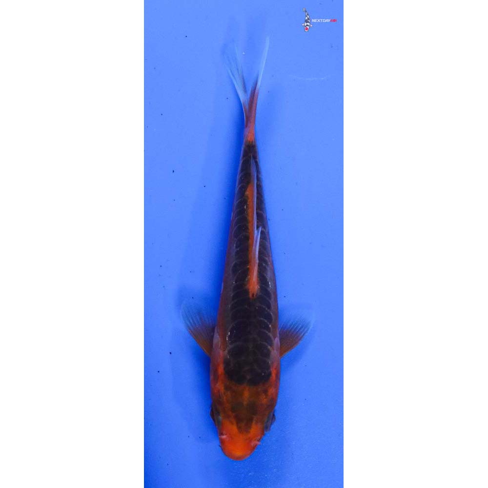3.5” Imported Hana Shusui