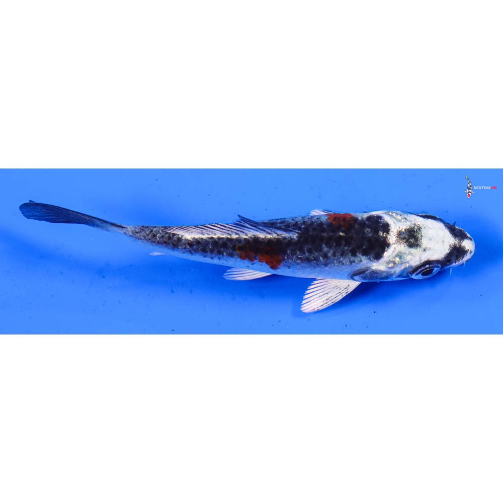 3.5” Imported Kujaku