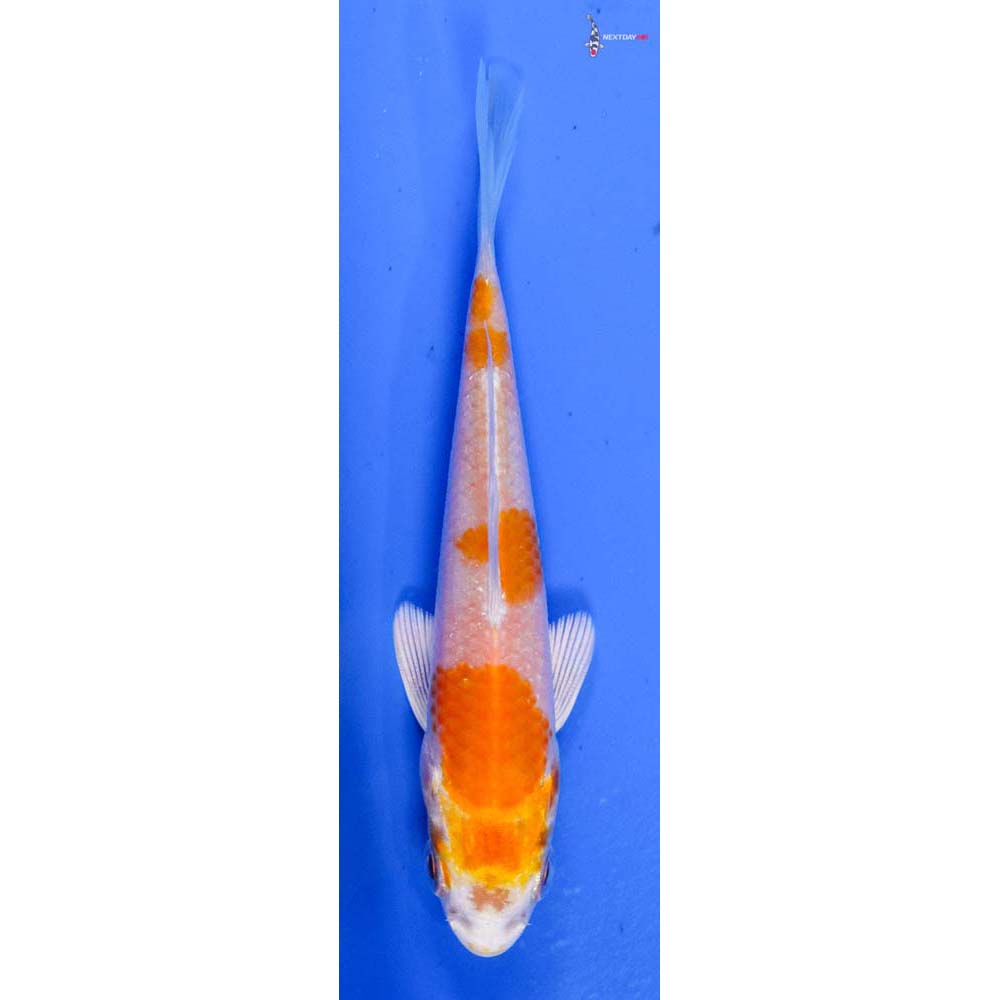 3.5” Imported Hariwake
