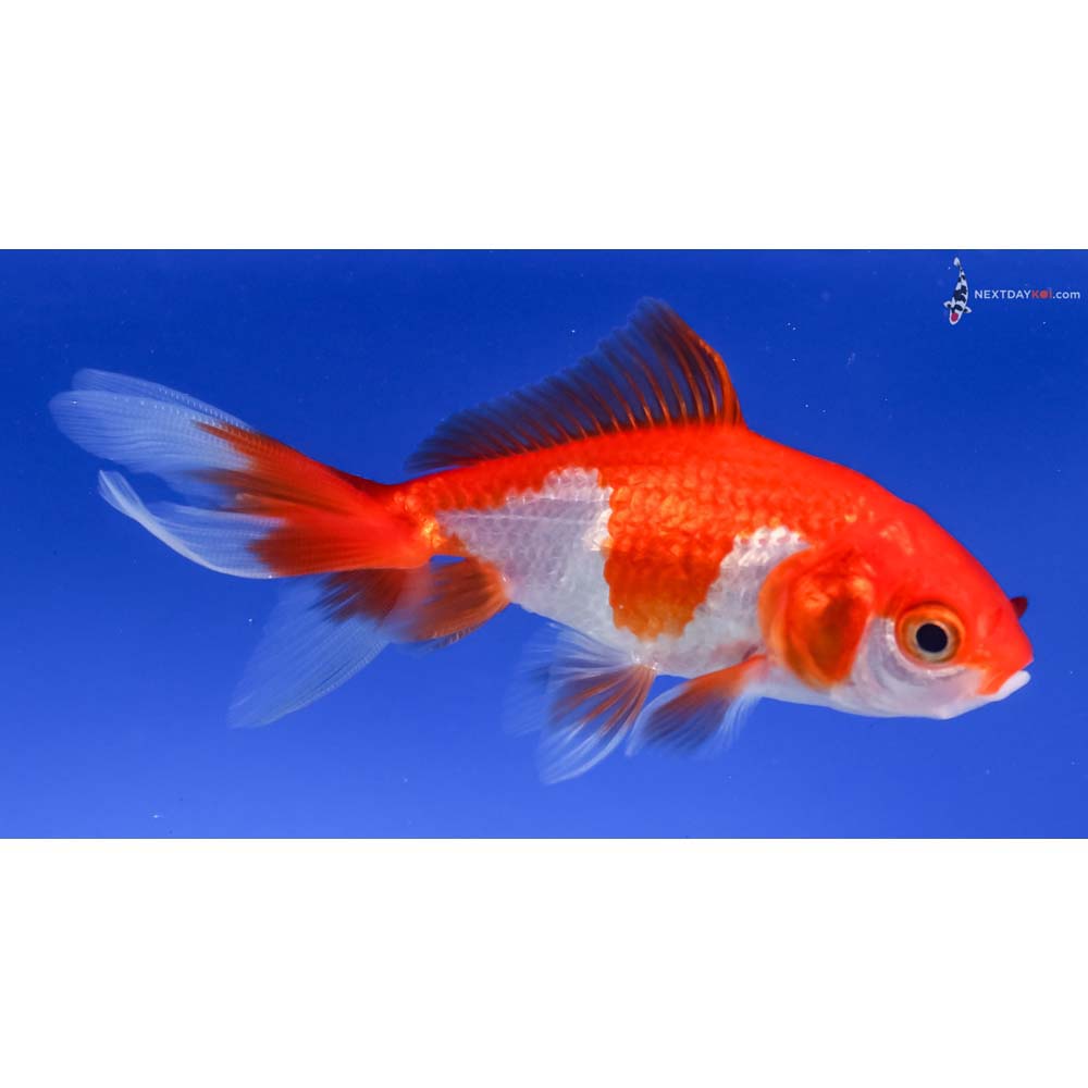3.5” Imported Red and White Wakin