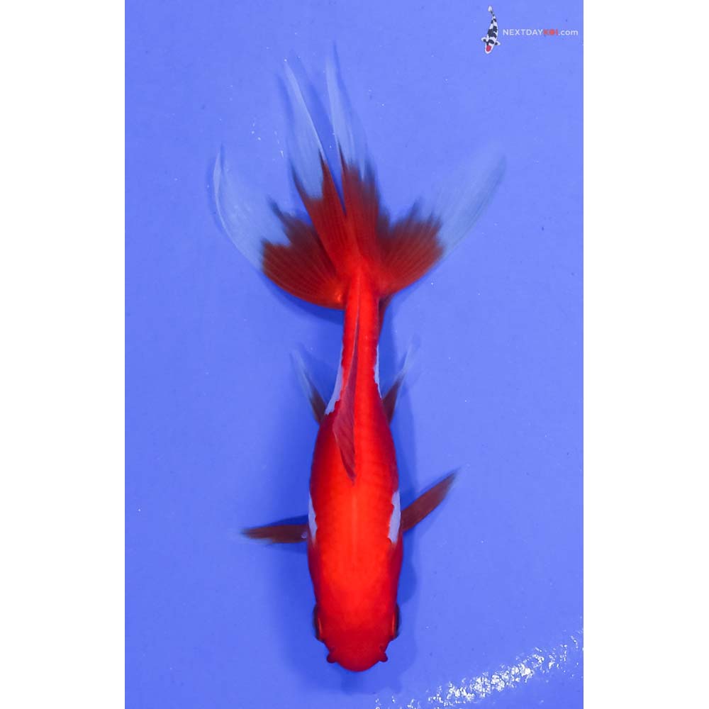 3.5” Imported Red and White Wakin