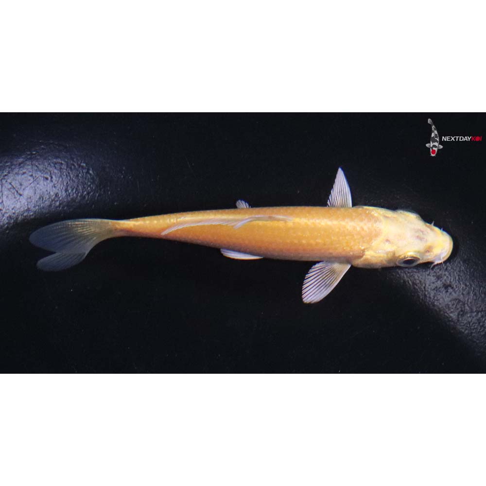 3.5” Imported Yamabuki Ogon
