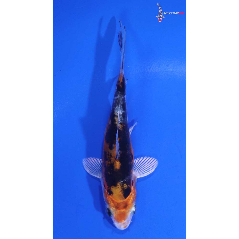 3.5” Imported Heisei Nishiki