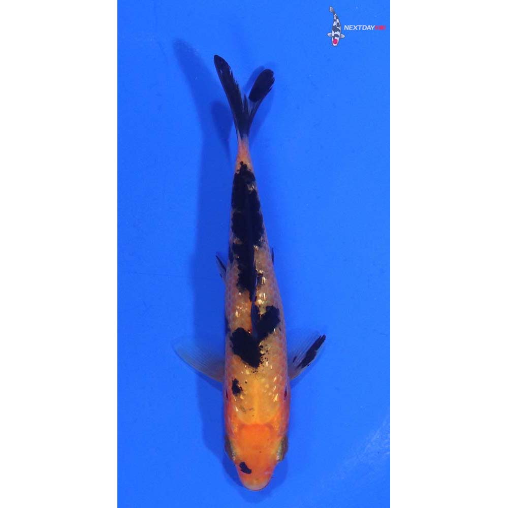 3.5” Imported Gin Rin Aka Bekko