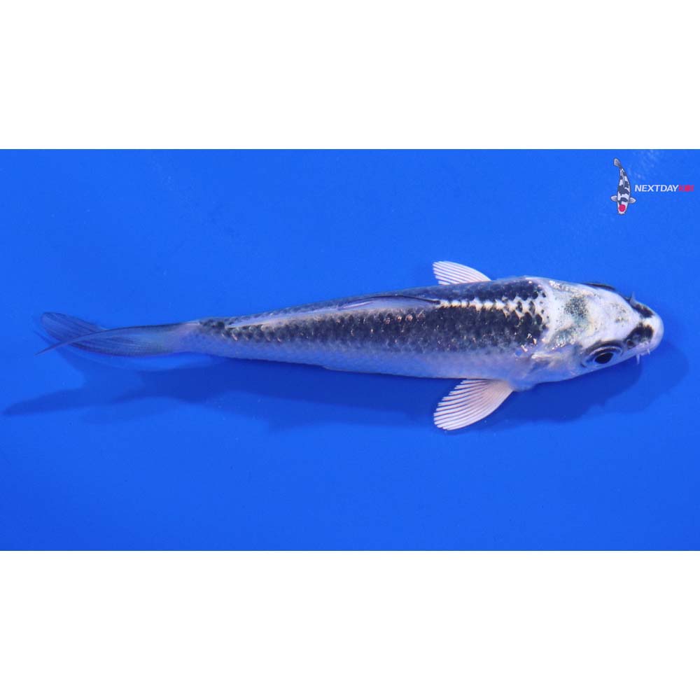3.5” Imported Gin Matsuba