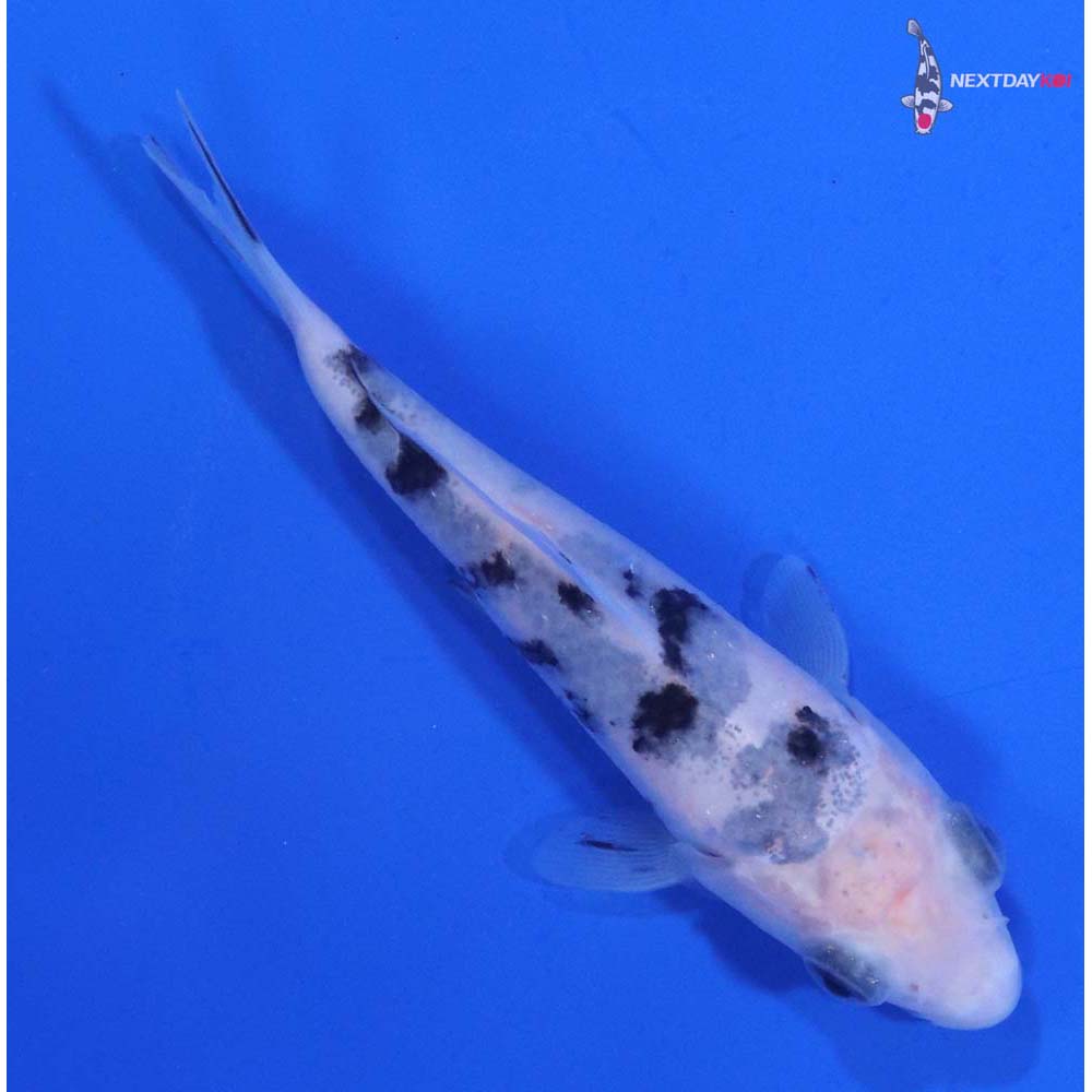 3.5” Imported Shiro Bekko