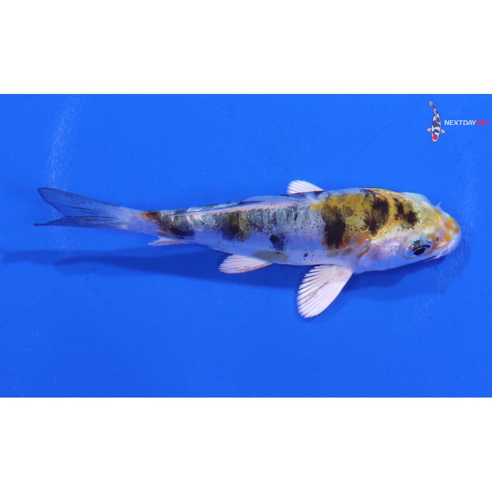 3” Imported Heisei Nishiki